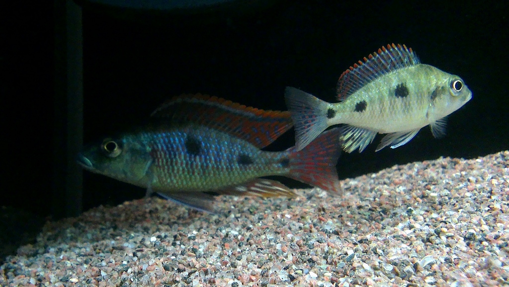 Otopharynx tetrastigma II((1024x578).jpg
