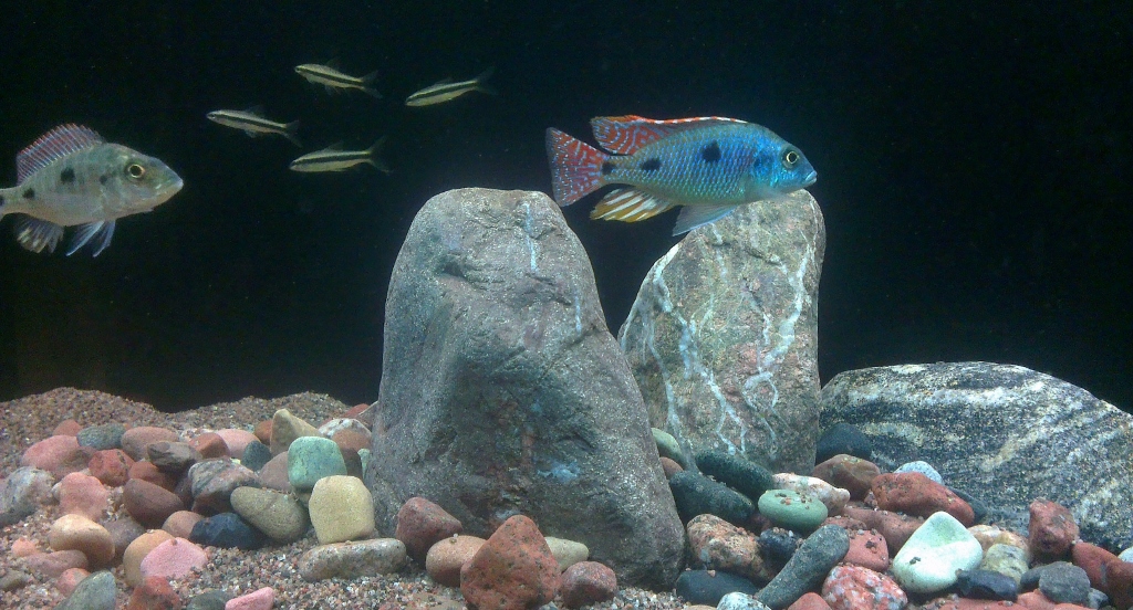 Otopharynx tetrastigma III (1024x552).jpg