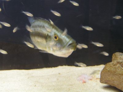compressiceps_orig_SE.jpg
