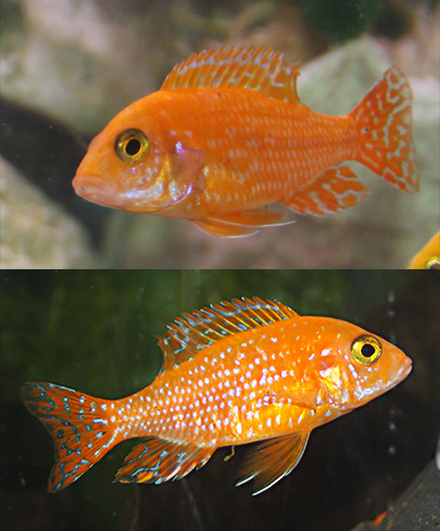 Firefish_3.jpg