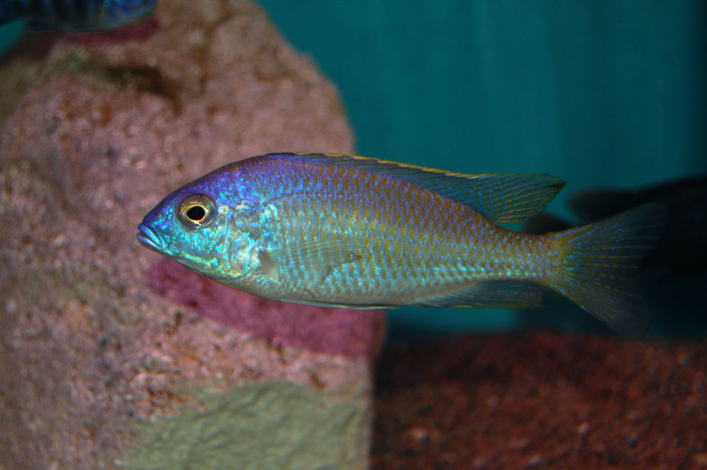 Nyassachromis.jpg