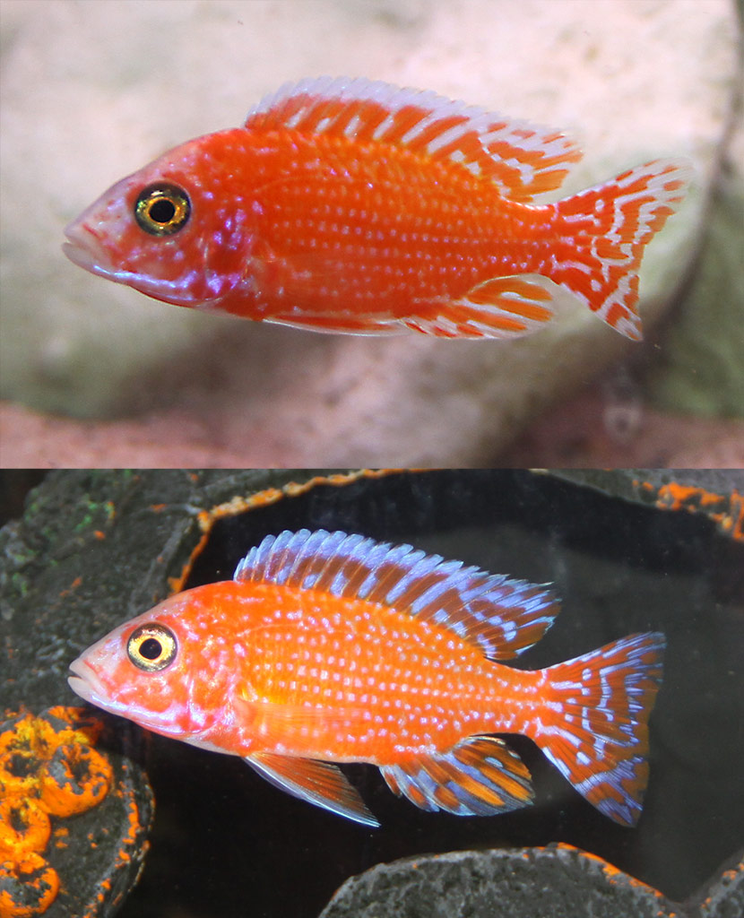 Firefish_1.jpg