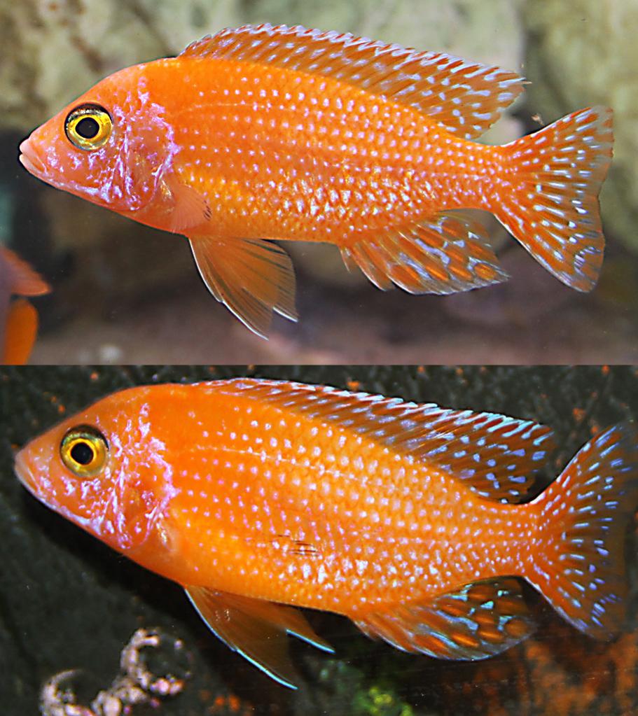 Firefish_2.jpg