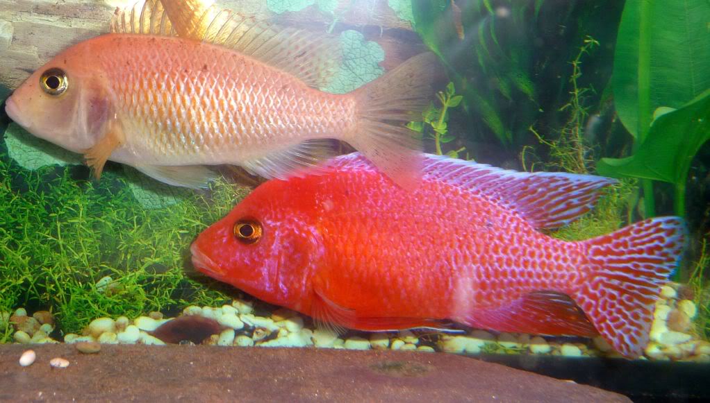 aulonocara-firefish-red-dragon-pereche.jpg