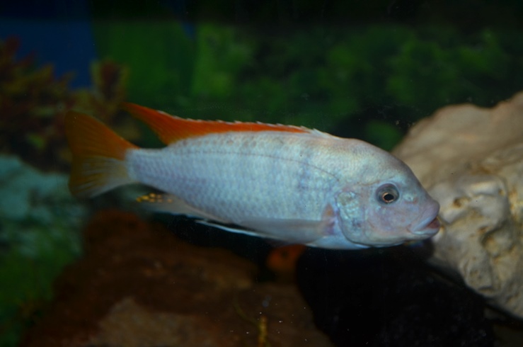 DSC_0502.JPG