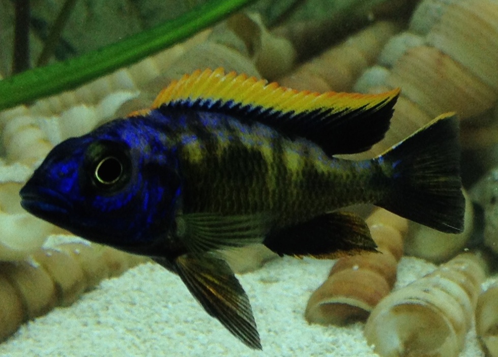Orange_dorsal.JPG