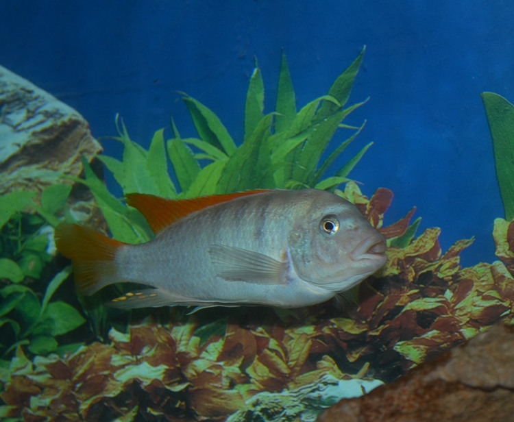 DSC_0498.JPG