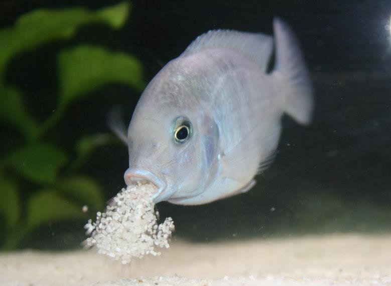 c.moorii.jpg