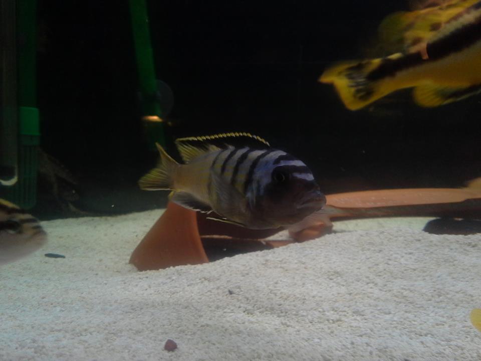 zebra2.jpg