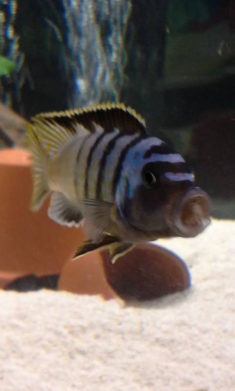 zebra.jpg