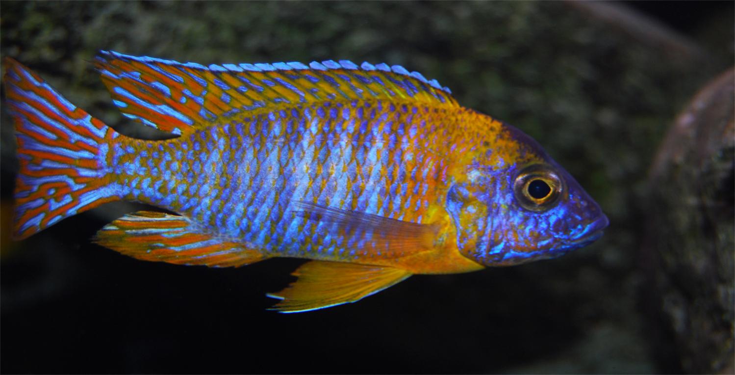 aulonocara chidunga1 VF.jpg