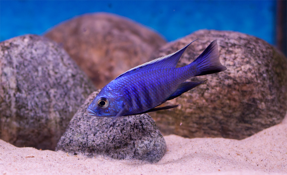 Copadichromis azureus-Mbenji2.JPG