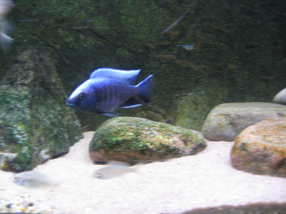 Copadichromis trewavasae- Lupingu.jpg