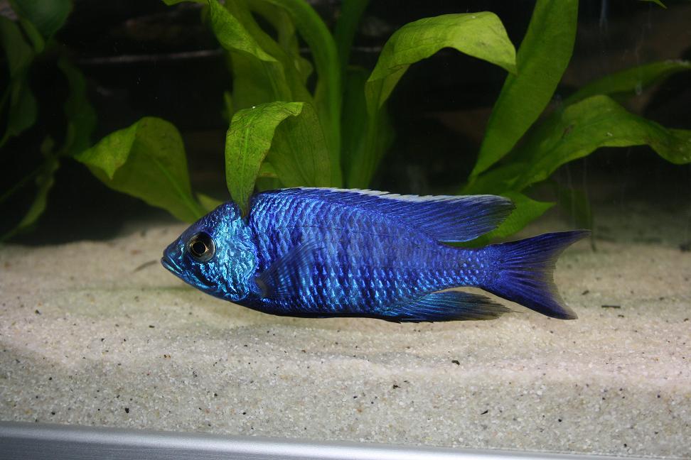 Copadichromis Azereus.JPG