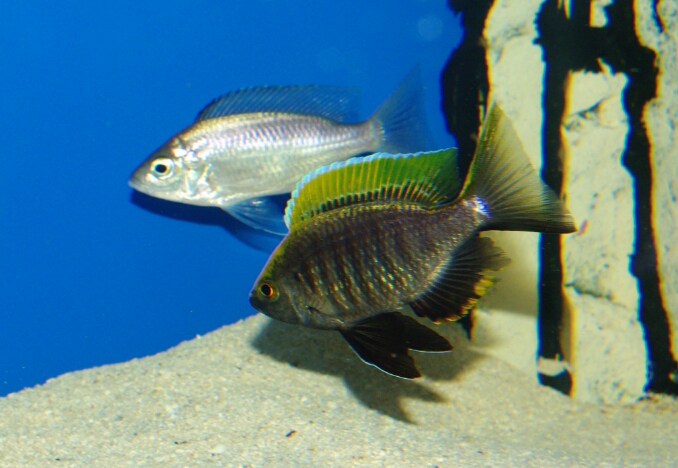 Copdichromis.jpg