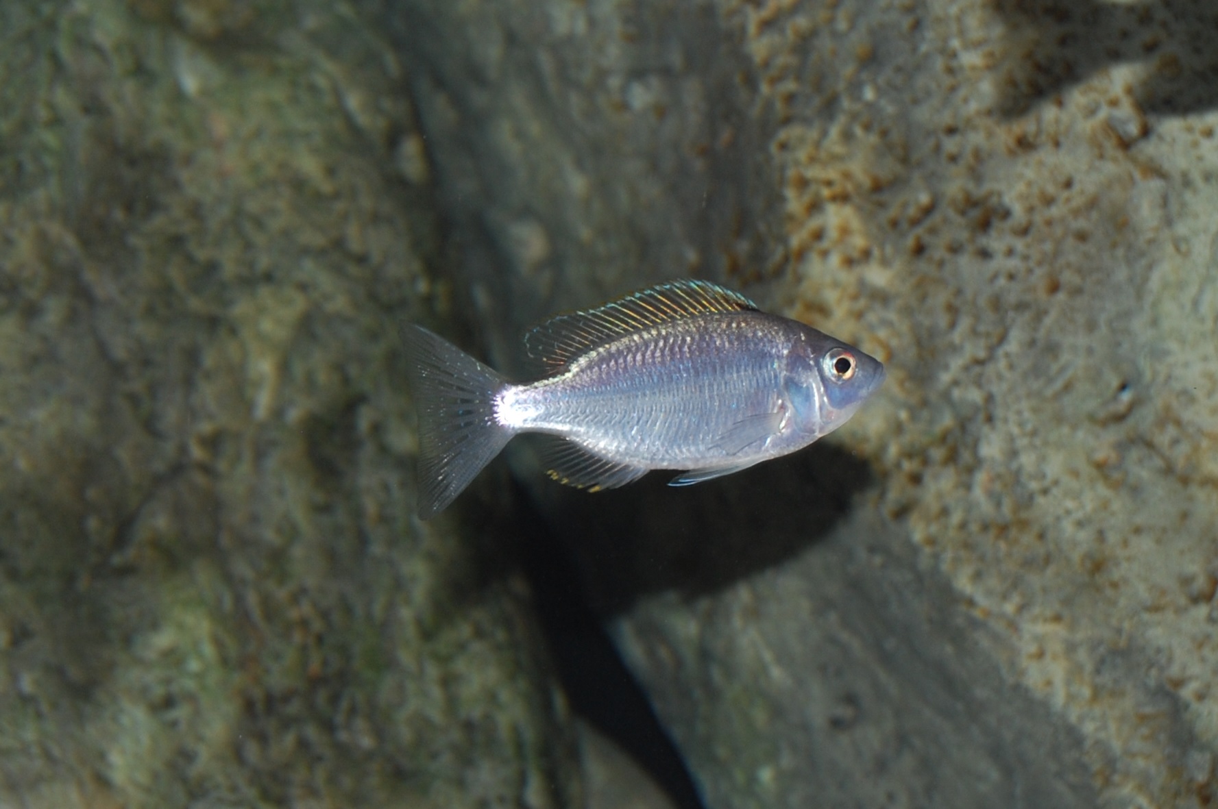 firecrest.jpg