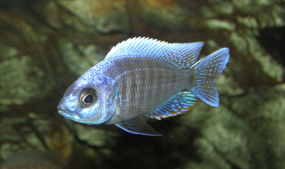 cyaneuuuus.jpg