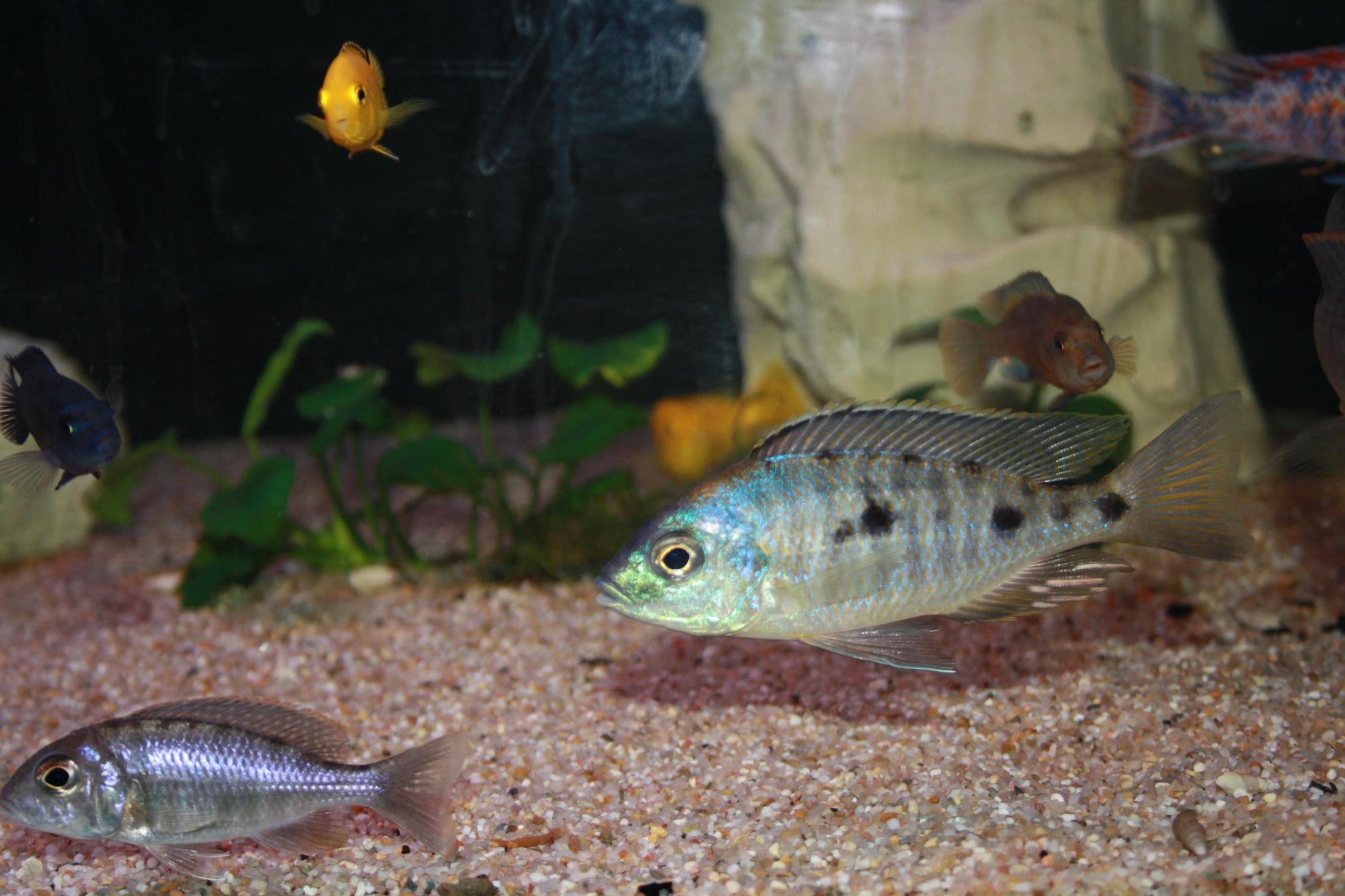 c.insularis hane.jpg
