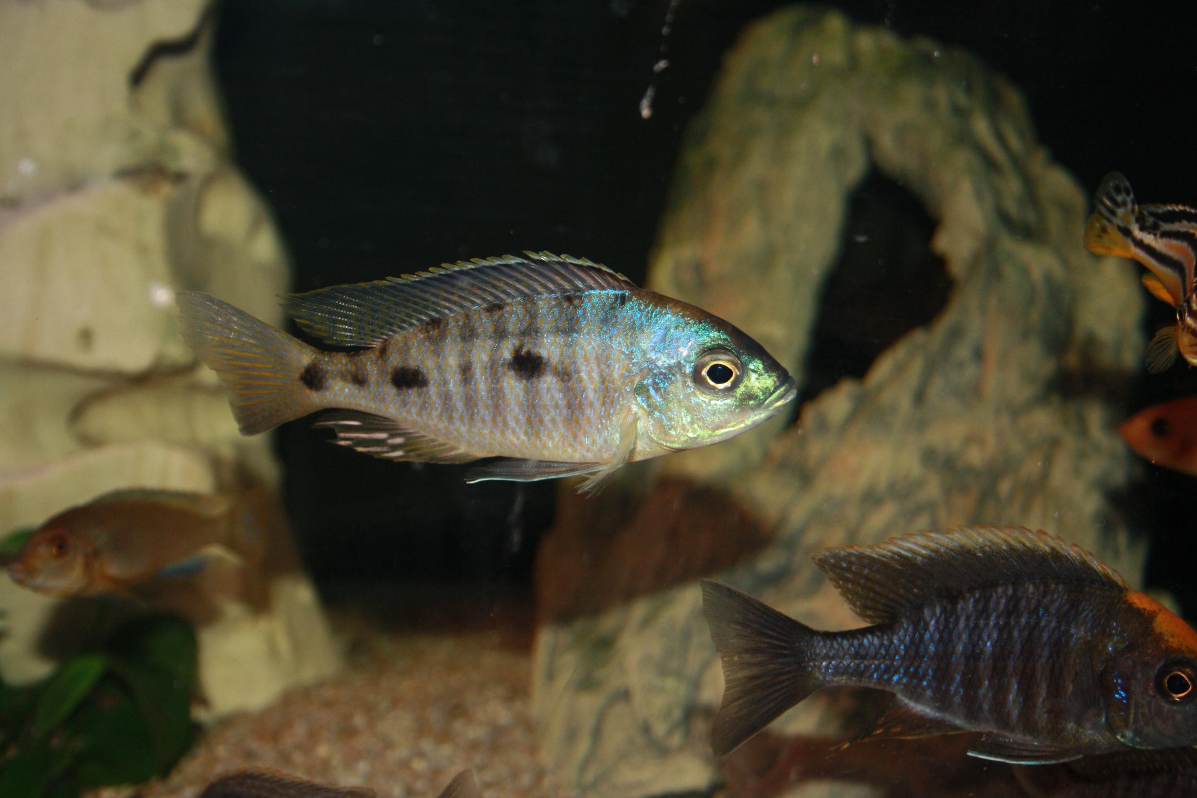 c. insularis.jpg