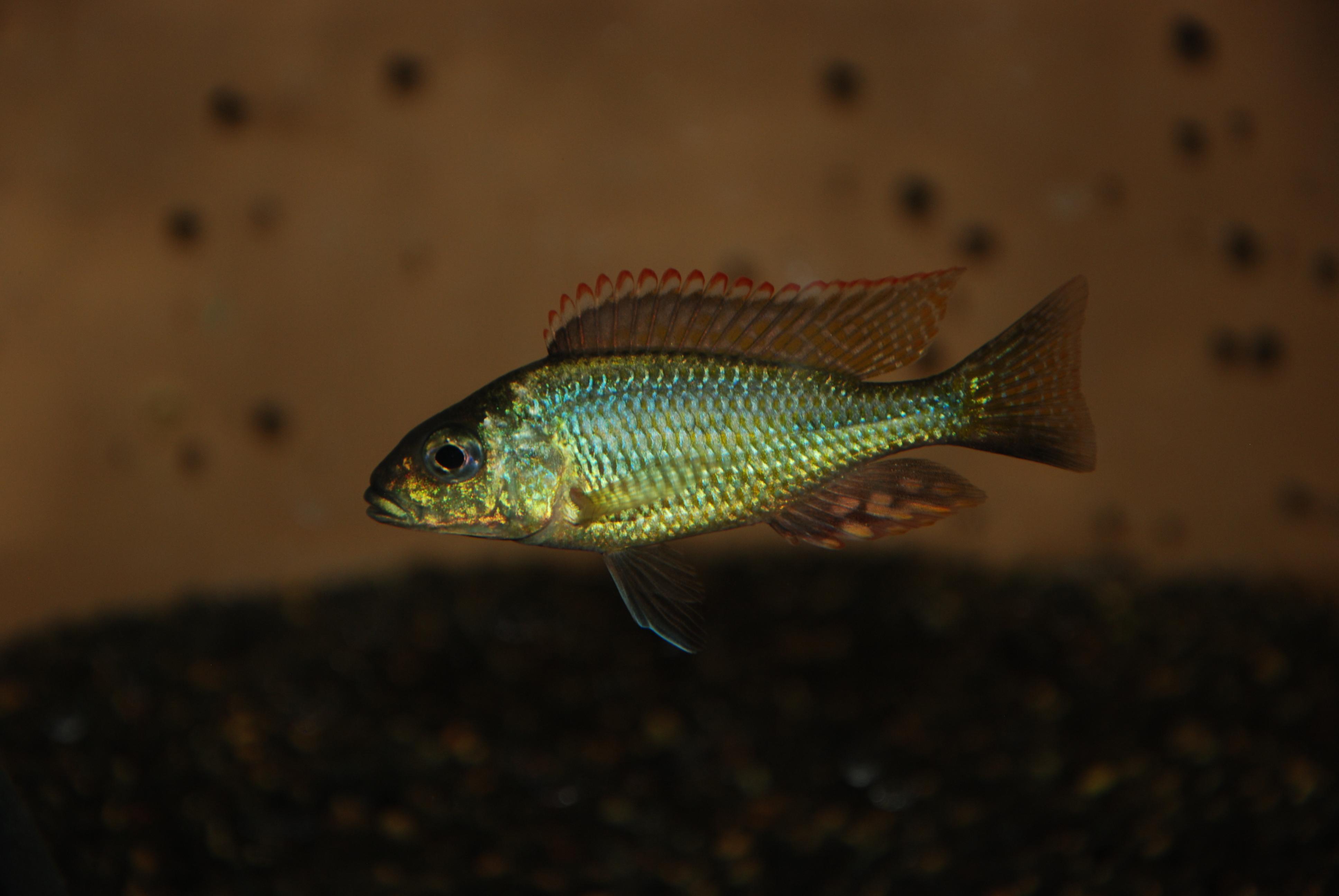 Letrinops.lethrinus.jpg