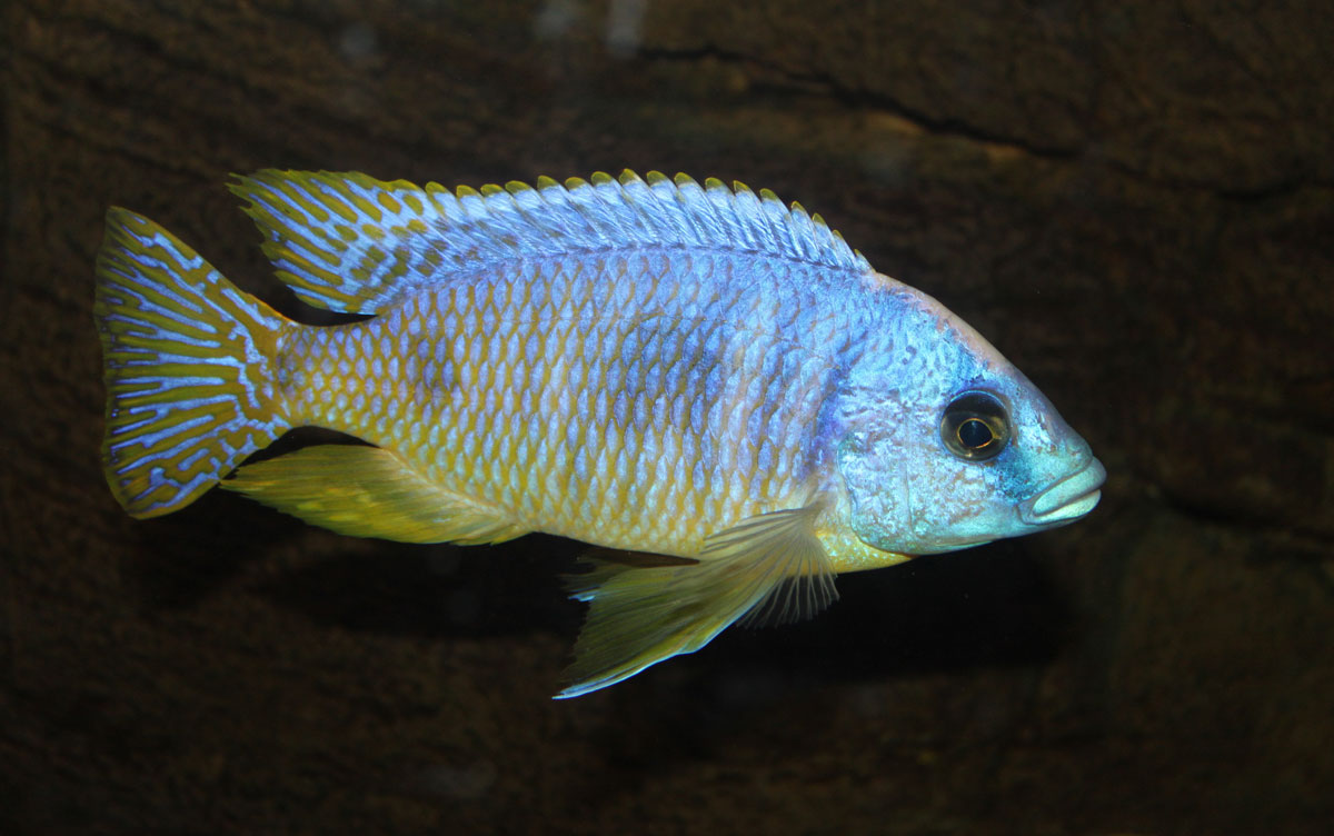 Otopharynx-big-spot-h.jpg