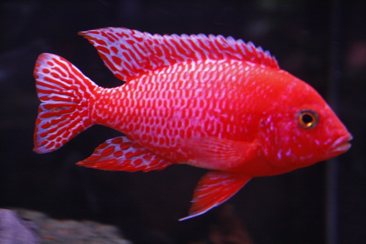 A.Firefish, hane.JPG