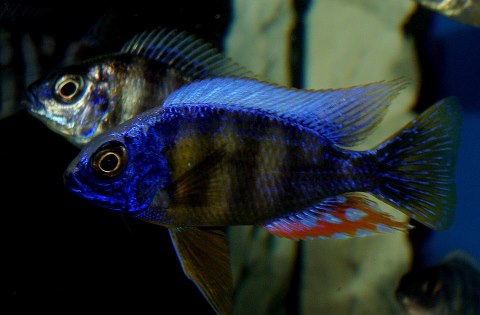taiwan reefpar.jpg