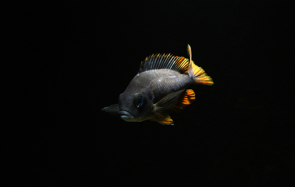 IMG_6810d.jpg