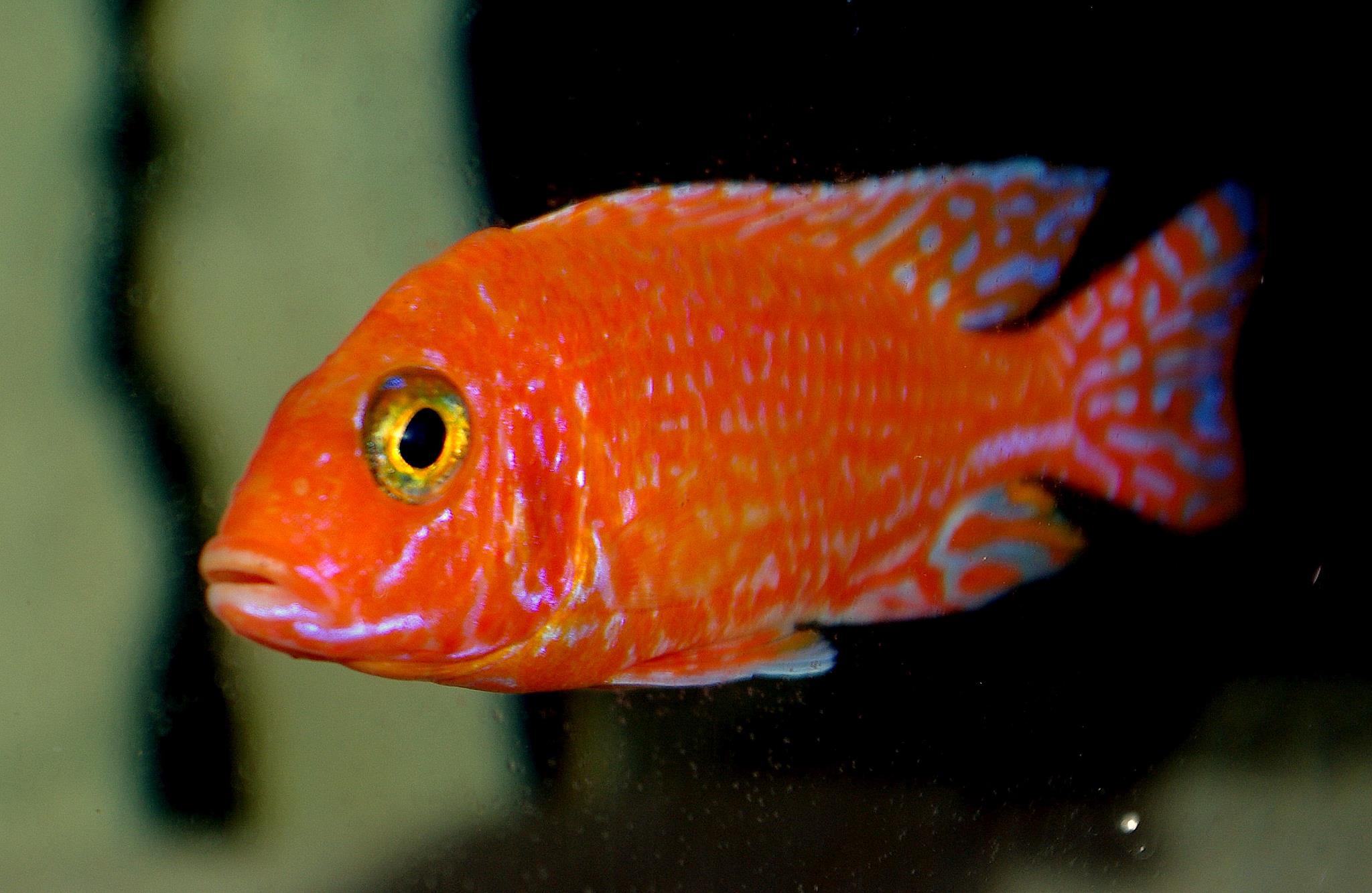 firefish.jpg