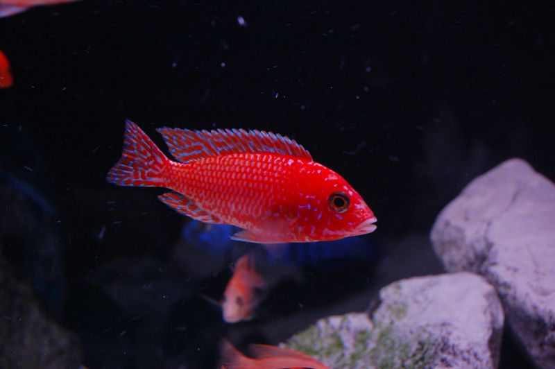 tn_DSC_0084.JPG