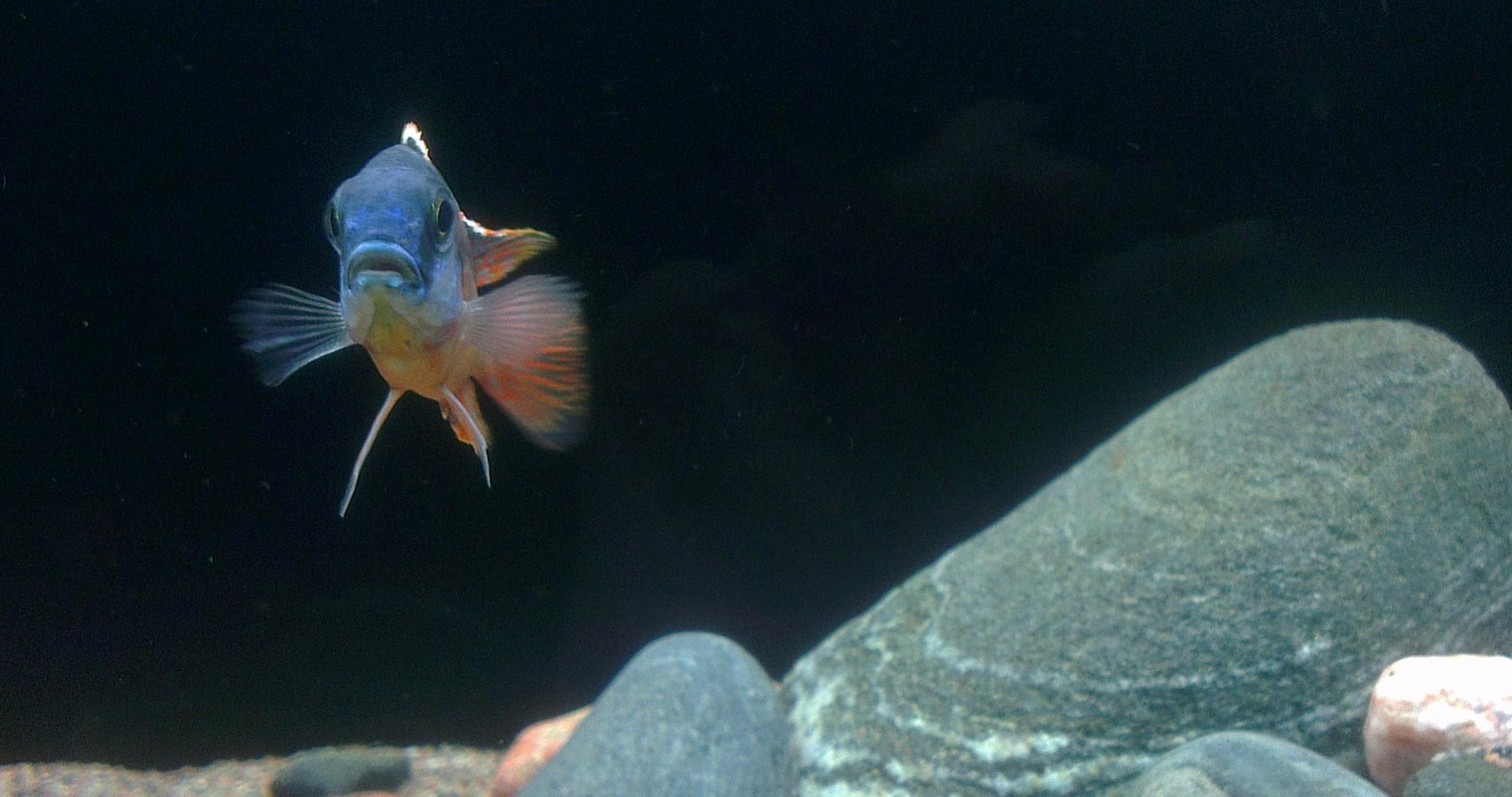 Protomelas taeniolatus Boadzulu.jpg