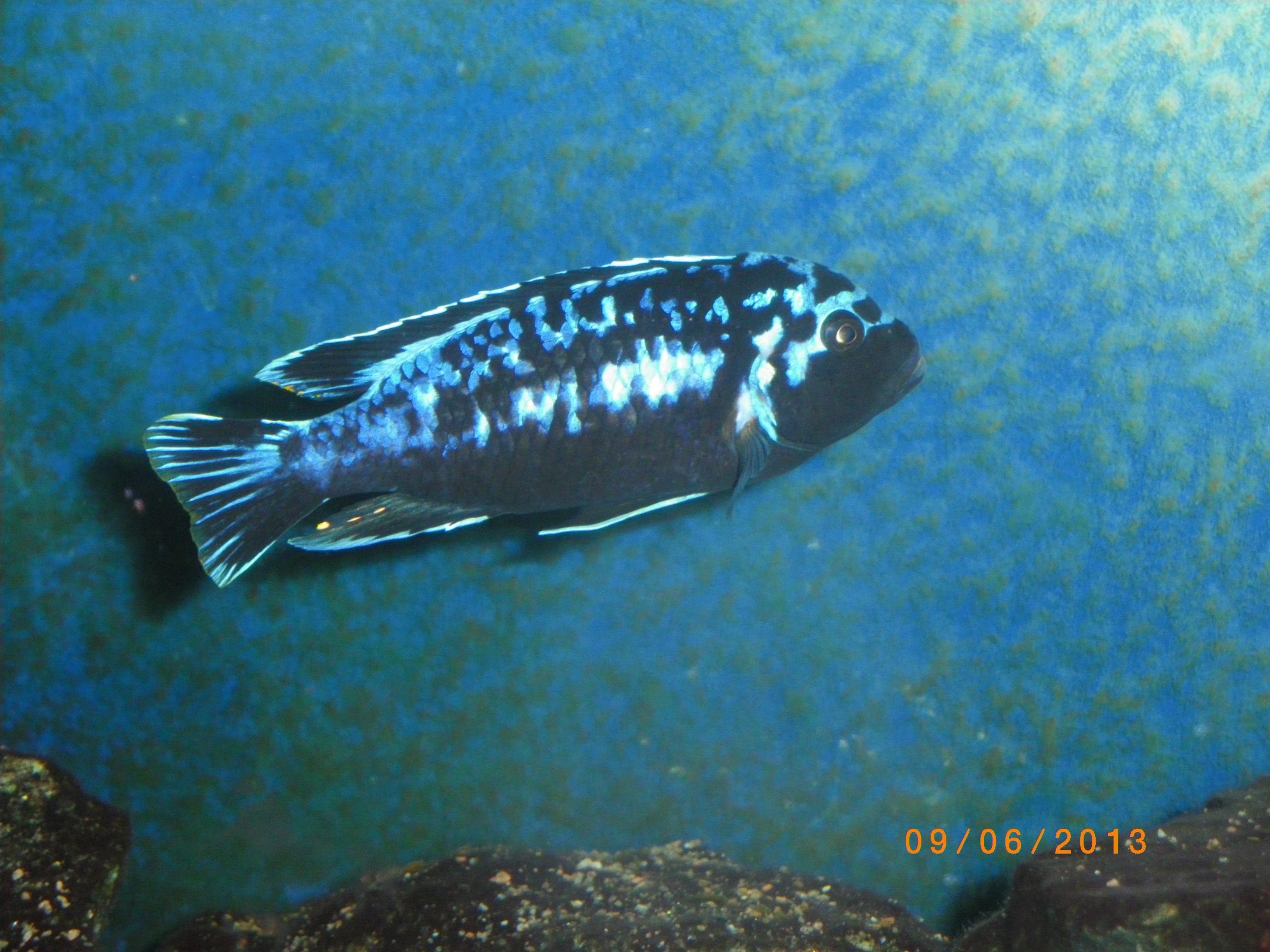 2013-06-.09 003.jpg