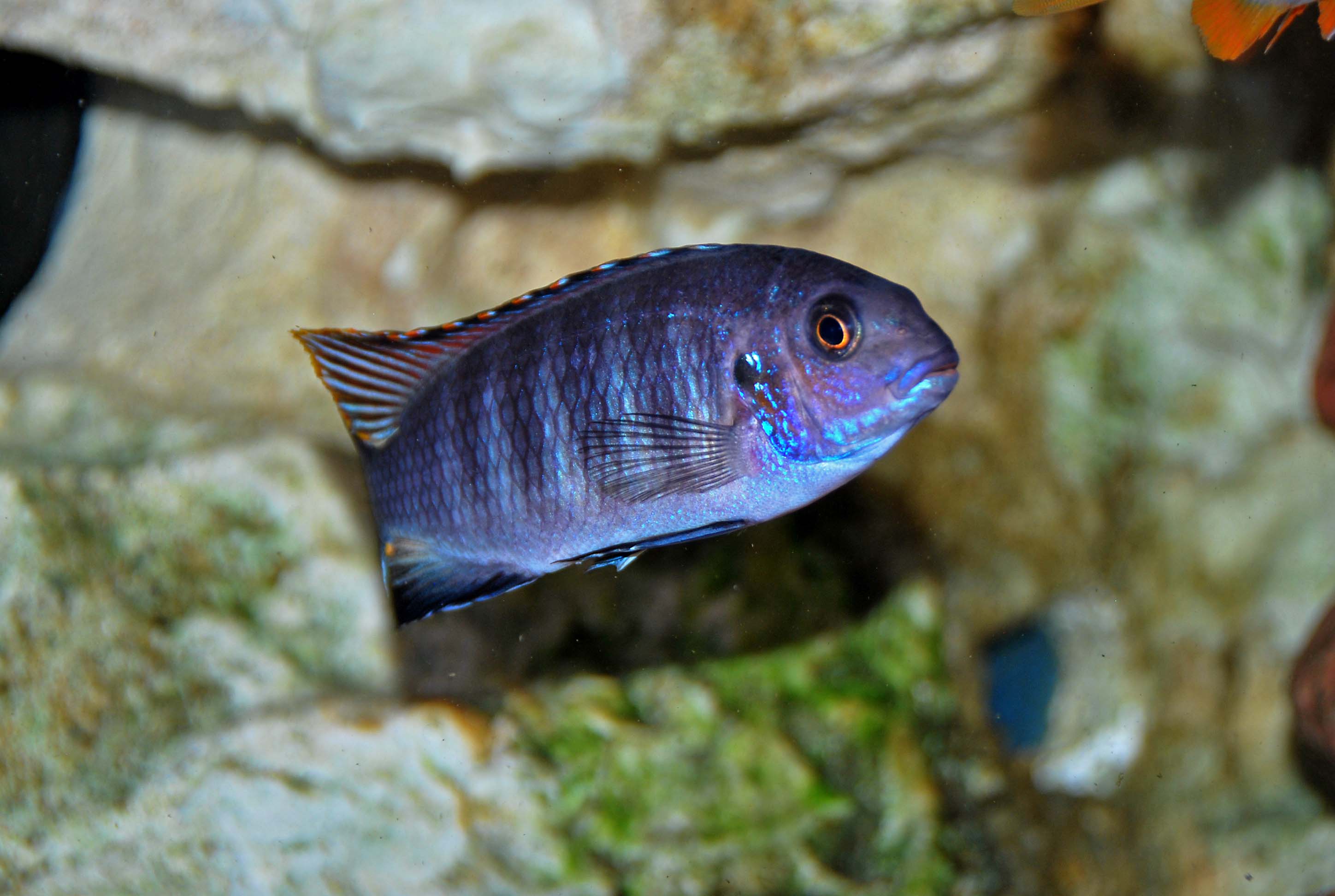 tropheops chilumba2.jpg