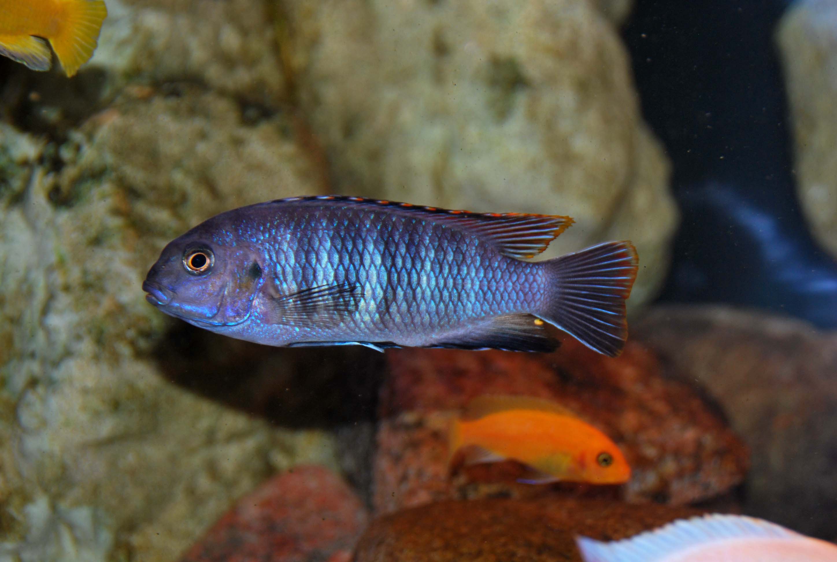 Tropheops chilumba1.jpg