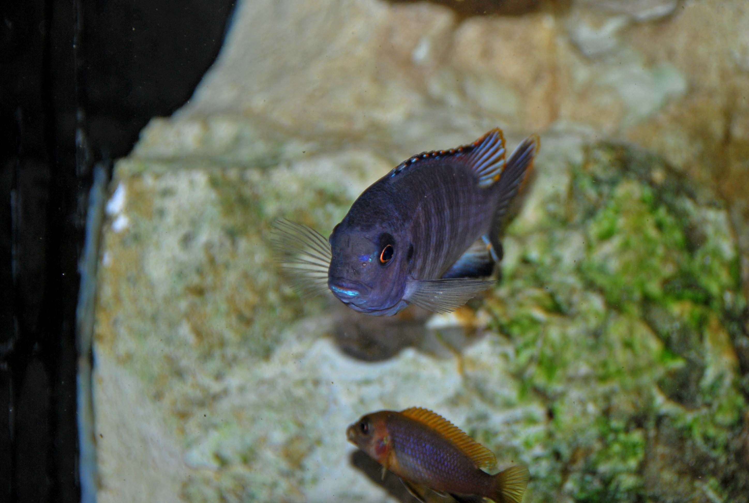 tropheops chilumba3.jpg