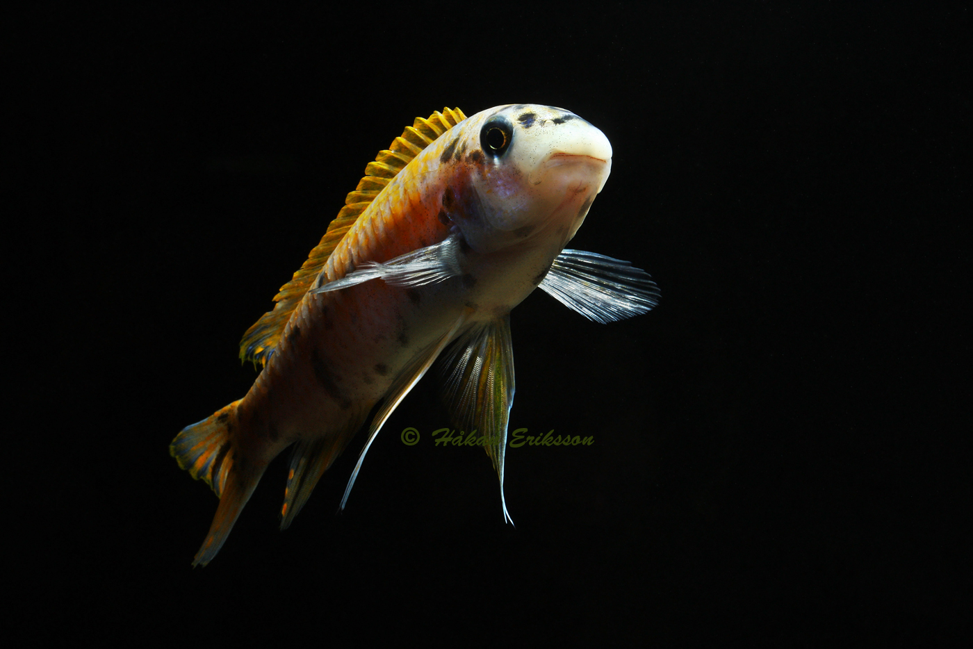 IMG_0848c.jpg