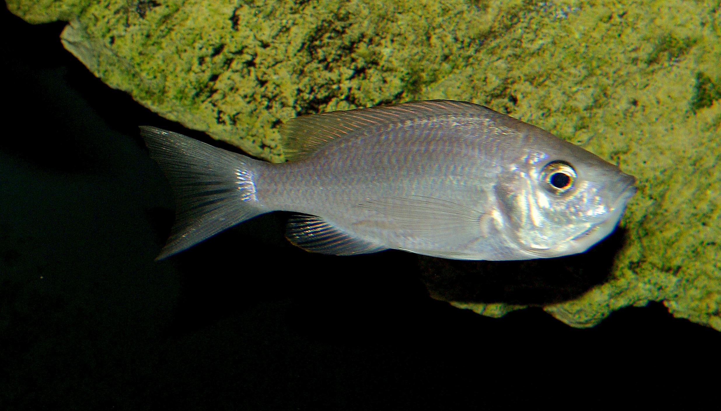 IMGP5226.jpg