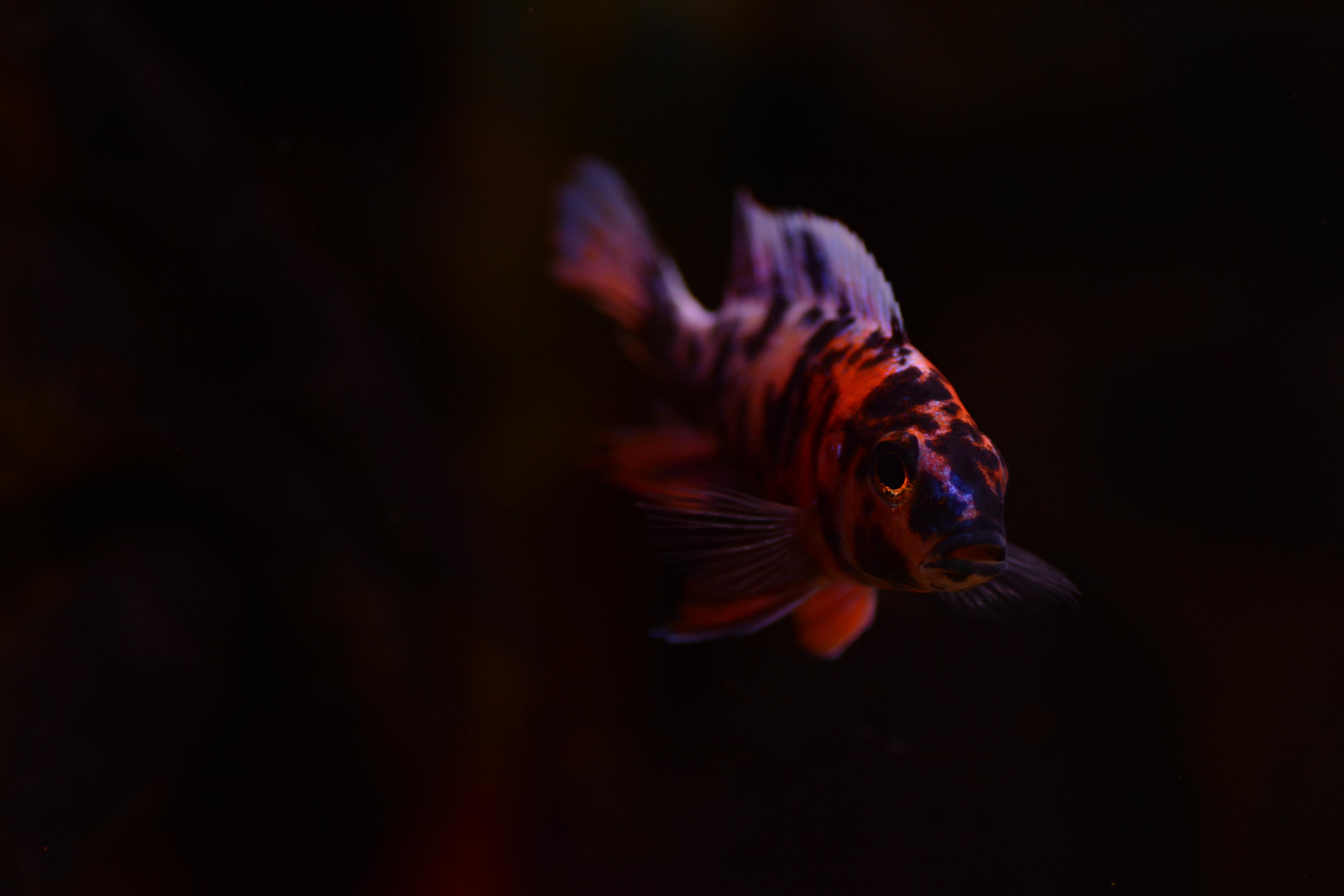 DSC_0762.jpg