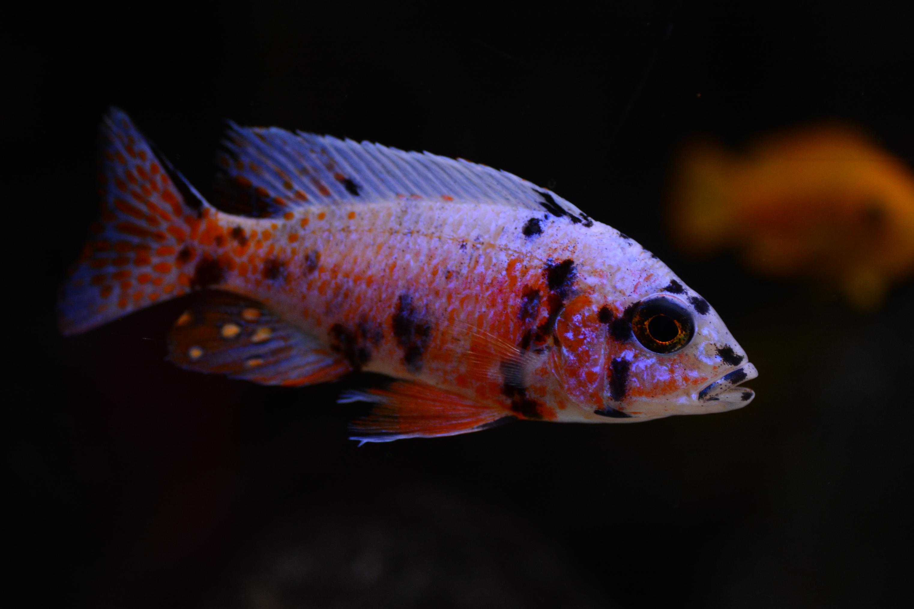 DSC_0725.jpg