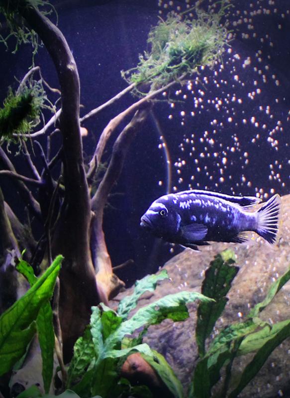 akvarium.jpg