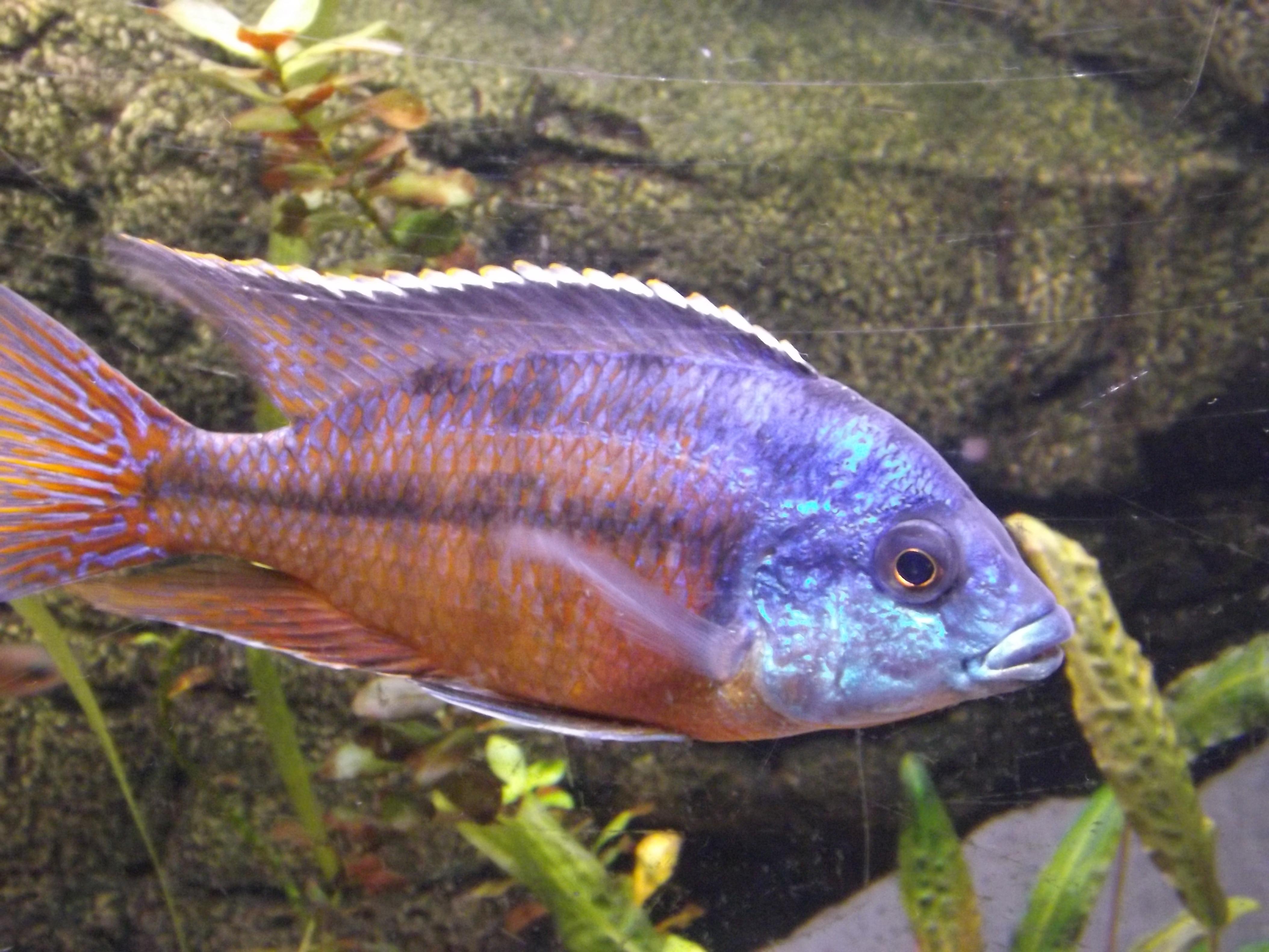 DSCF1536.jpg