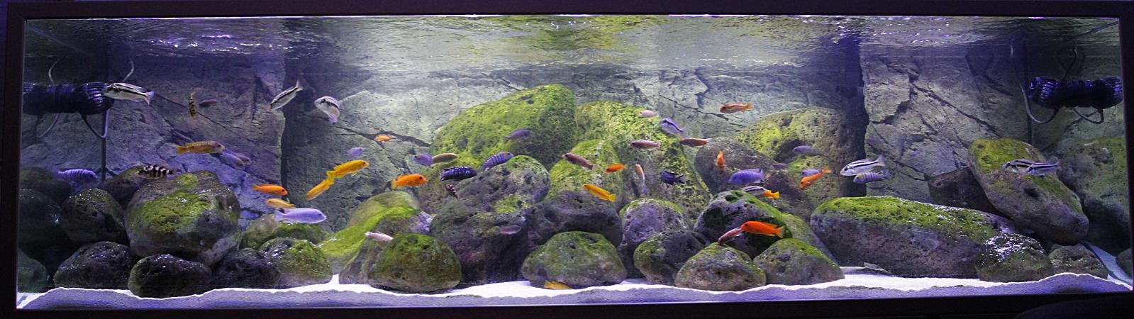 Akvarie_1032_6.jpg