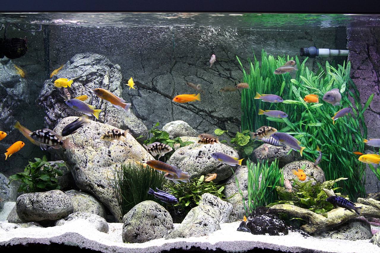 akvarium_klart9.JPG