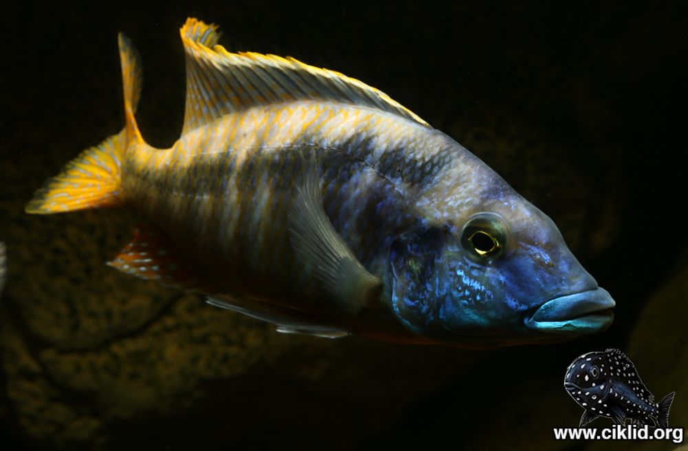 m_sp_lateristriga_makanjila02-jacek_jackiewics.jpg