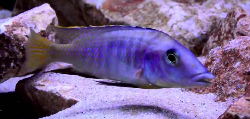 Makanjila Longnose.jpg