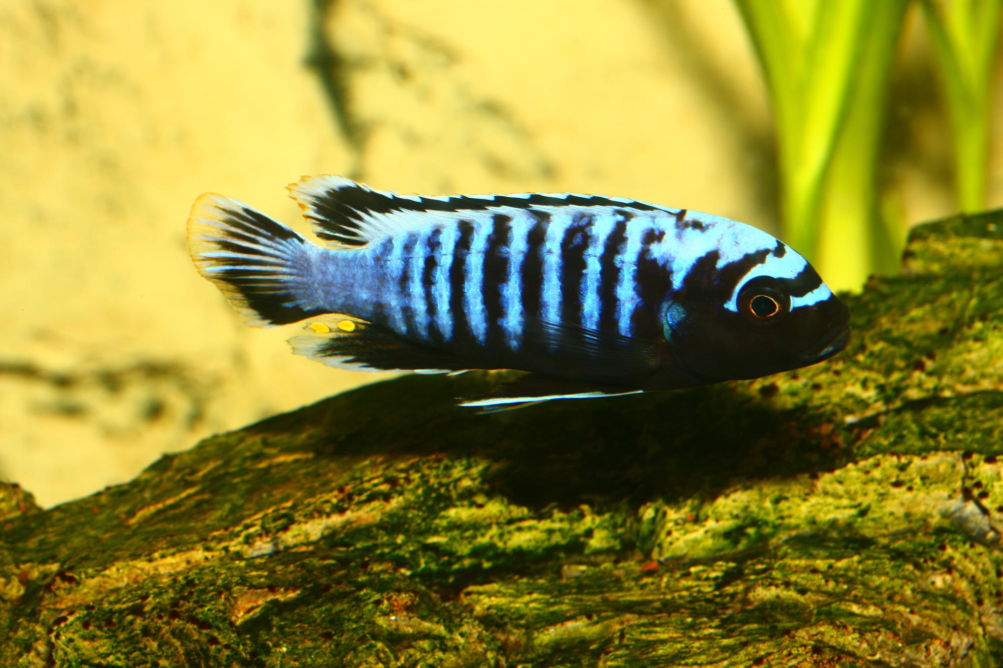 C heteropictus Tumbi point 2.JPG