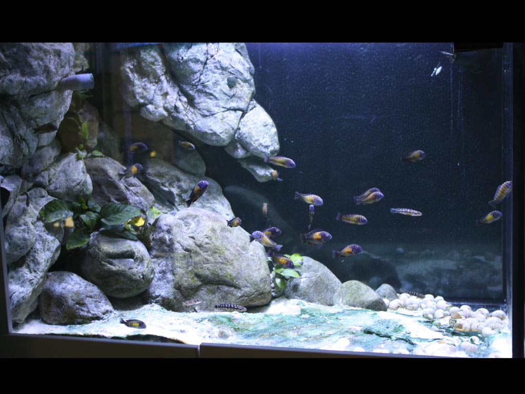 akvariumet15.jpg