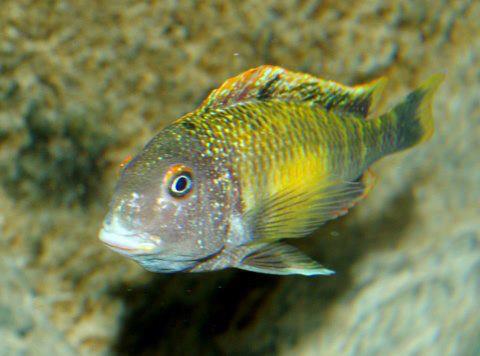 Golden Kalambo hona.jpg
