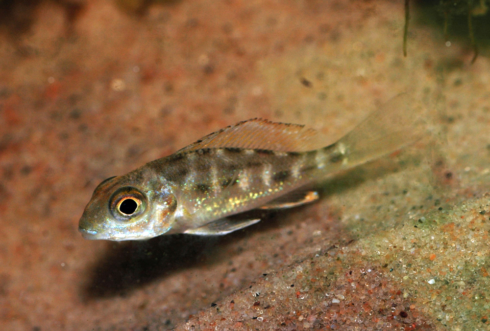 c_macrops_ndole04-joakim_draktoft.jpg