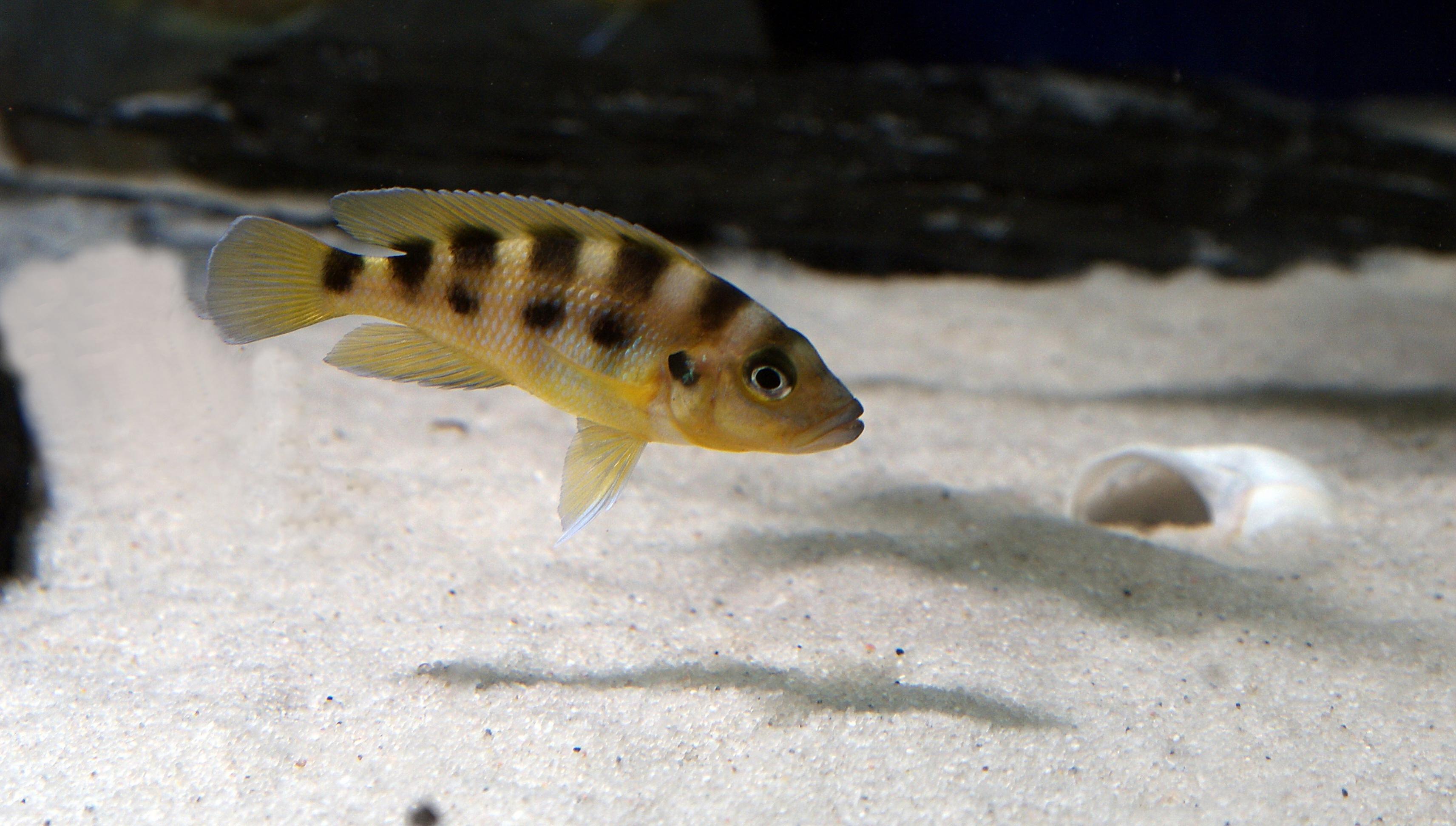 sexfasciatus.jpg